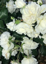 Load image into Gallery viewer, White Roses At Night
